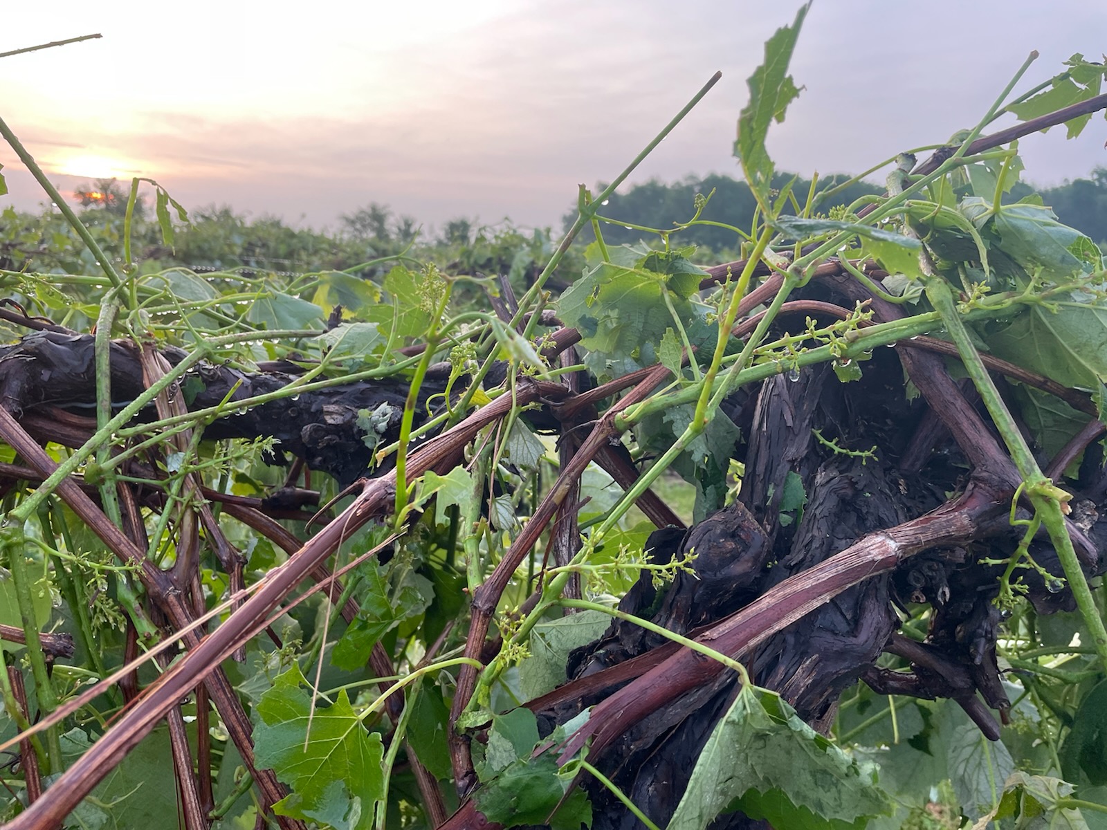 Hail damage to grapes.